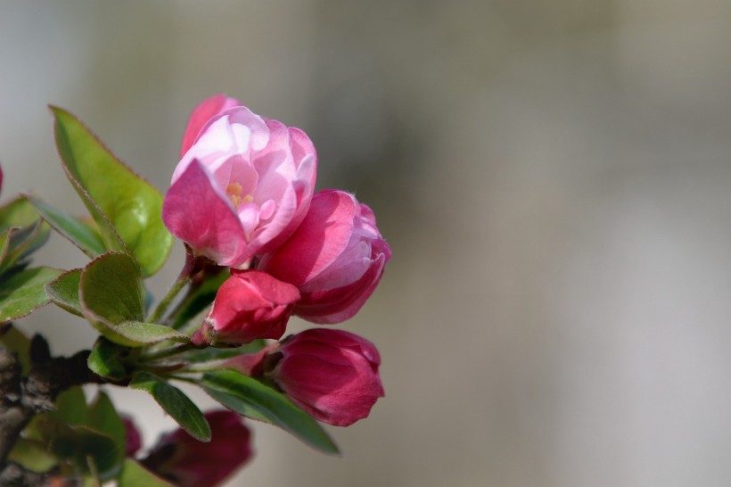 点击大图看下一张：粉色海棠花图片