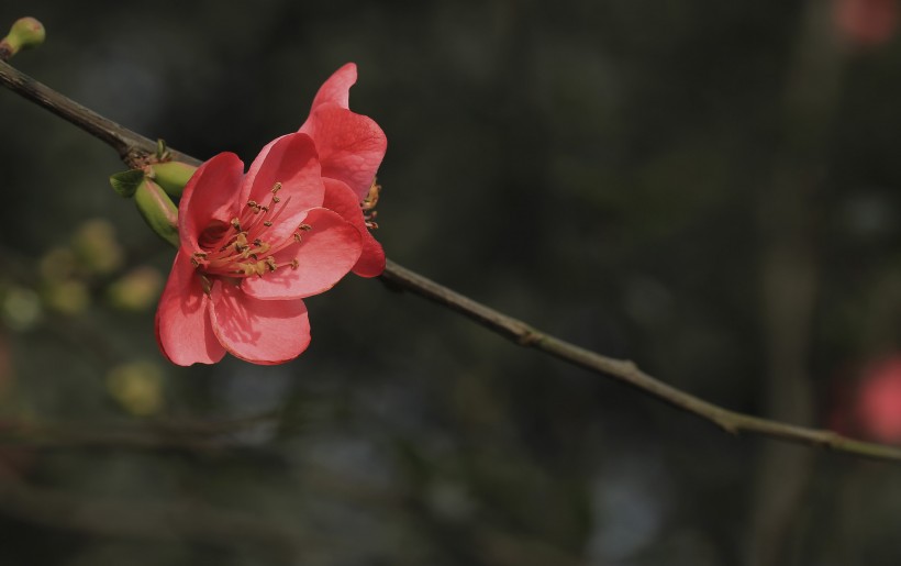 点击大图看下一张：红色海棠花图片