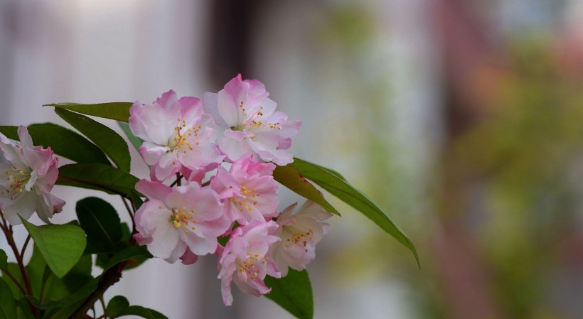 点击大图看下一张：娇俏的海棠花图片