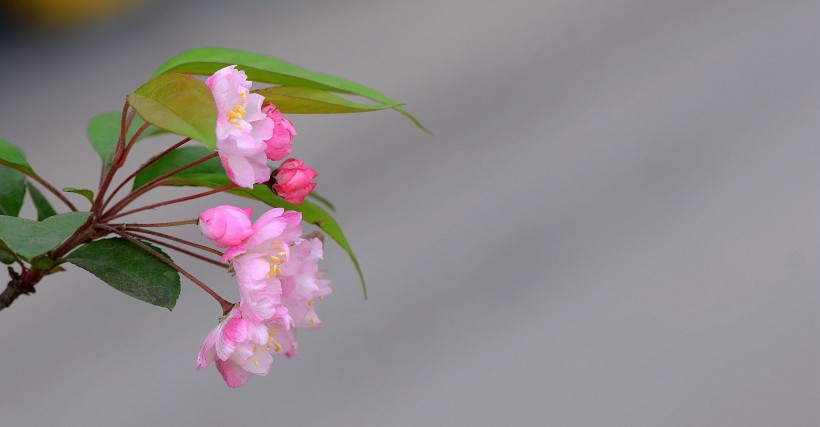 点击大图看下一张：娇俏的海棠花图片