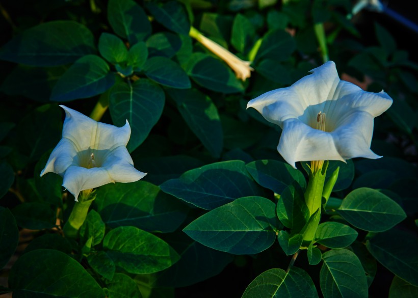 点击大图看下一张：白色曼陀罗花卉图片