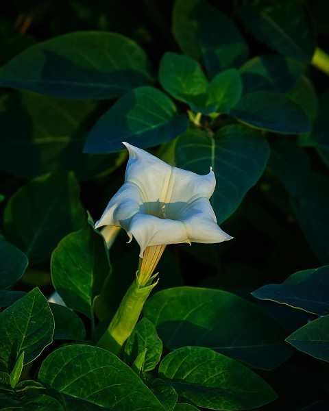 点击大图看下一张：白色曼陀罗花卉图片