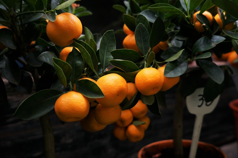 点击大图看下一张：茂盛的橘树图片