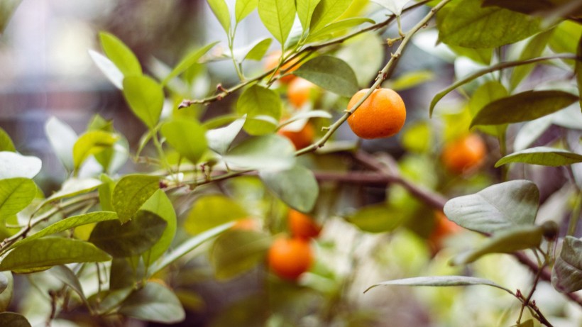 点击大图看下一张：茂盛的橘树图片