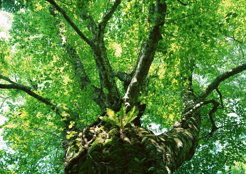 点击大图看下一张：茂盛的树木图片