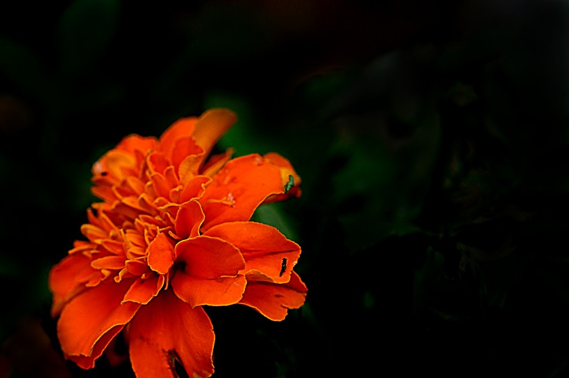 点击大图看下一张：深秋独放的万寿菊图片