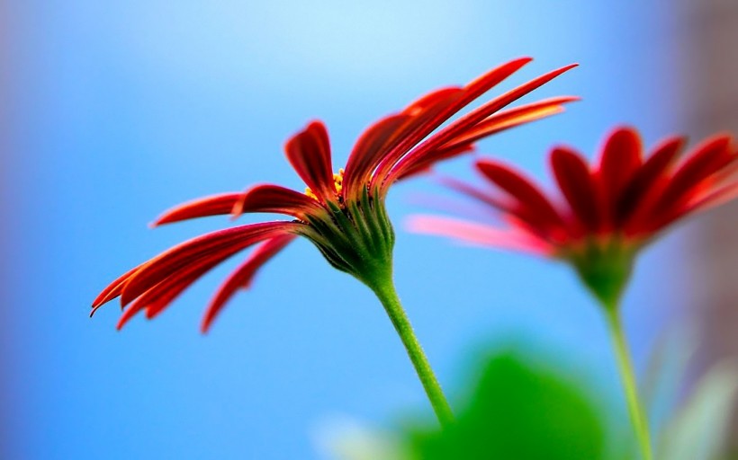 点击大图看下一张：各种颜色的洋甘菊花卉图片