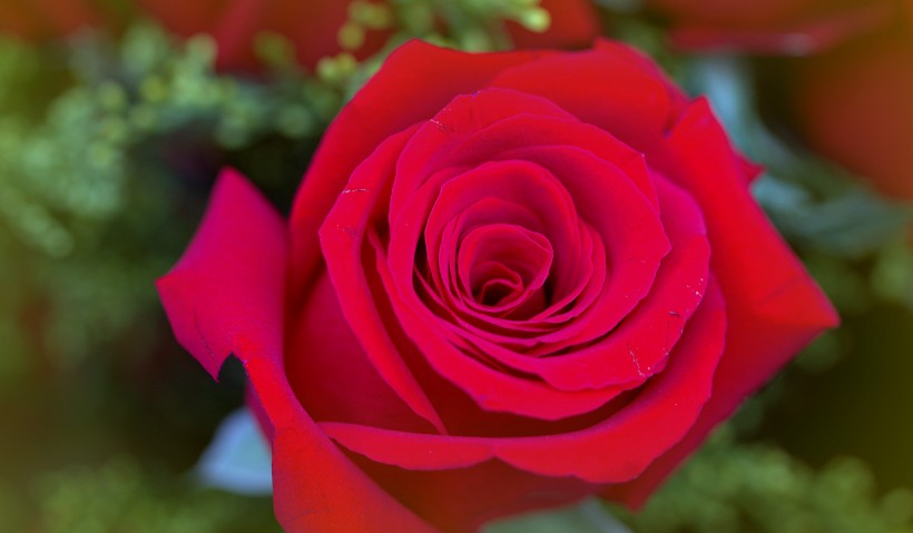 点击大图看下一张：炫彩玫瑰图片