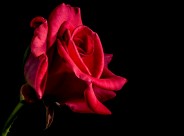 一朵红色的玫瑰图片_10张