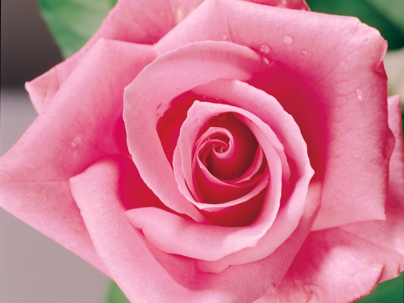 点击大图看下一张：玫瑰与玫瑰花瓣图片