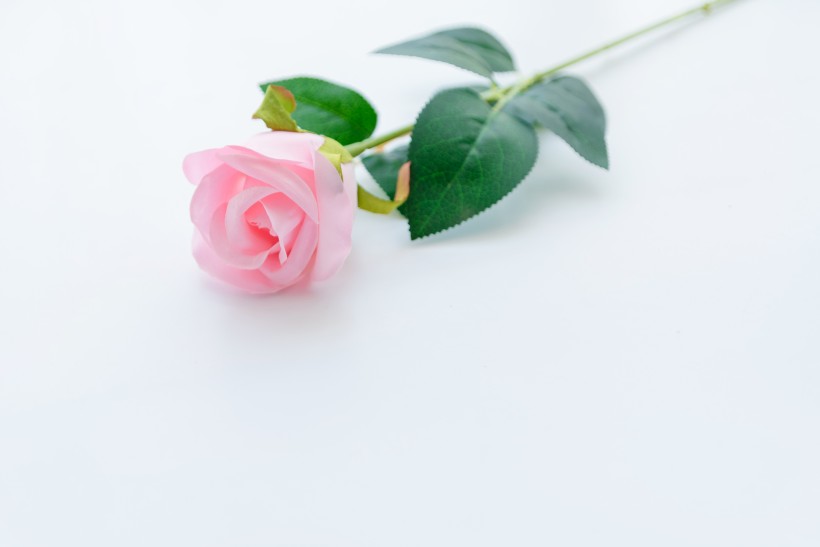点击大图看下一张：浓情绽放的玫瑰花图片