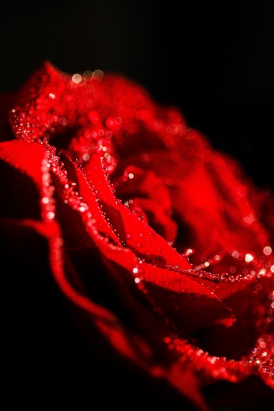 点击大图看下一张：鲜艳的红玫瑰图片