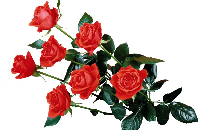 点击大图看下一张：浪漫玫瑰图片