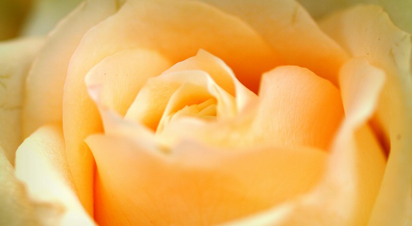 点击大图看下一张：炫彩玫瑰图片