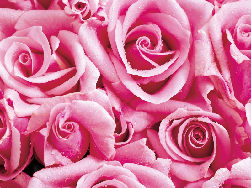 点击大图看下一张：玫瑰与玫瑰花瓣图片