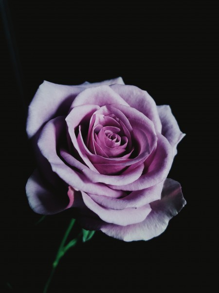 点击大图看下一张：粉色的玫瑰花图片