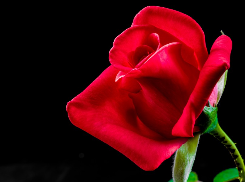 点击大图看下一张：一朵红色的玫瑰图片