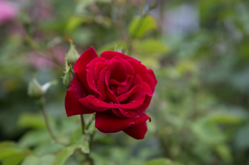 点击大图看下一张：玫瑰图片