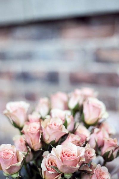 点击大图看下一张：粉色的玫瑰花图片