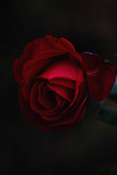 点击大图看下一张：红玫瑰高清图片