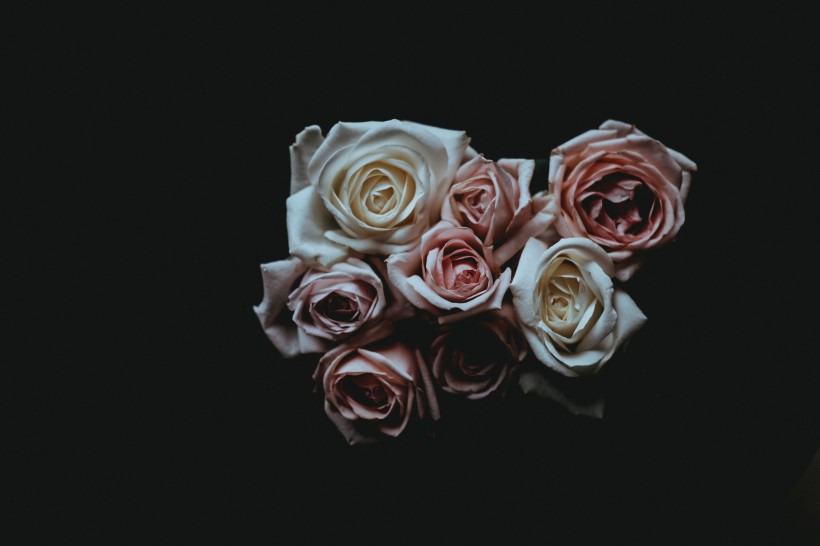 点击大图看下一张：淡雅的玫瑰花图片