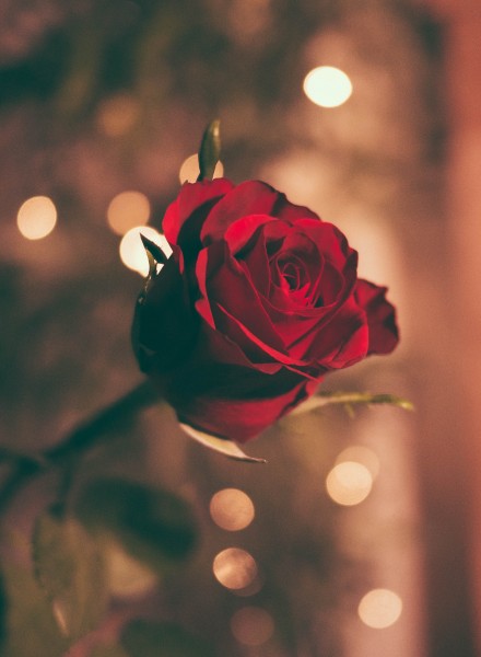 点击大图看下一张：鲜艳的红玫瑰图片