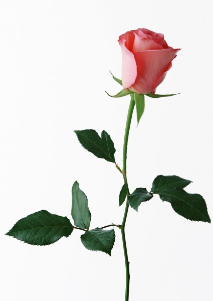 点击大图看下一张：玫瑰花枝图片