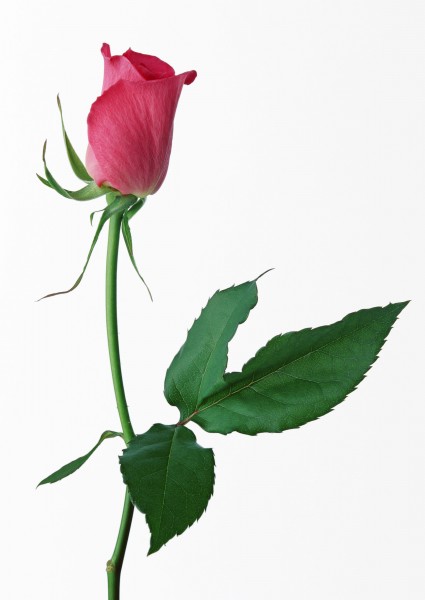 点击大图看下一张：玫瑰花枝图片