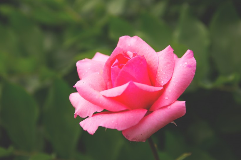 点击大图看下一张：玫瑰花上的露珠图片