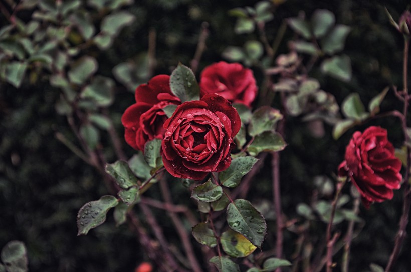点击大图看下一张：玫瑰花上的露珠图片