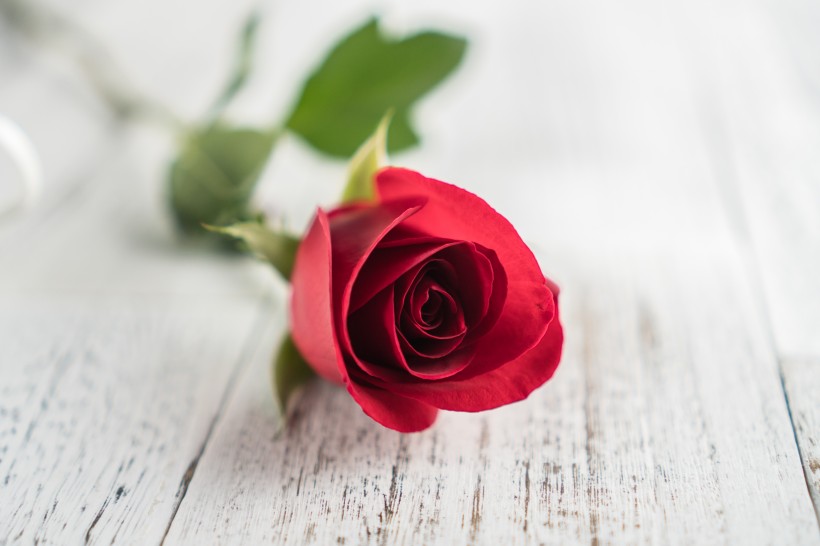 点击大图看下一张：浪漫娇艳的红色玫瑰图片