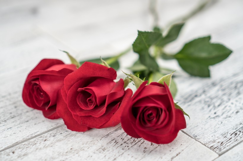 点击大图看下一张：浪漫娇艳的红色玫瑰图片
