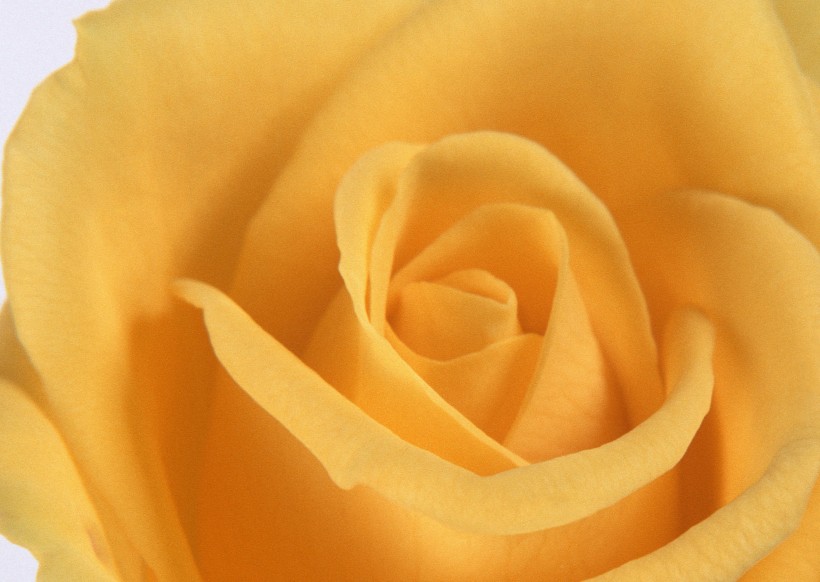 点击大图看下一张：玫瑰花朵图片