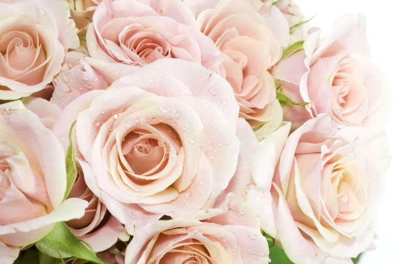 点击大图看下一张：艳丽的玫瑰花图片