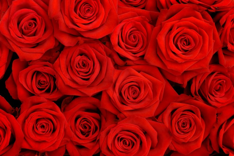 点击大图看下一张：艳丽的玫瑰花图片