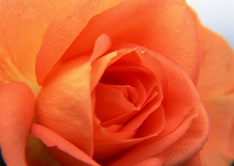 点击大图看下一张：玫瑰花朵图片