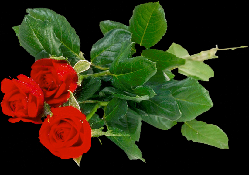 点击大图看下一张：玫瑰透明背景PNG素材图片