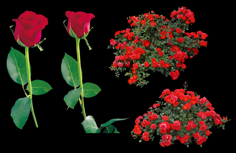 点击大图看下一张：玫瑰透明背景PNG素材图片