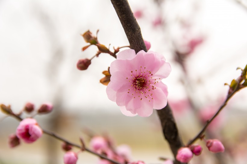 点击大图看下一张：春天鲜艳的梅花图片