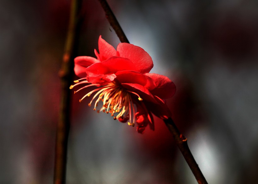 点击大图看下一张：灿烂的梅花图片