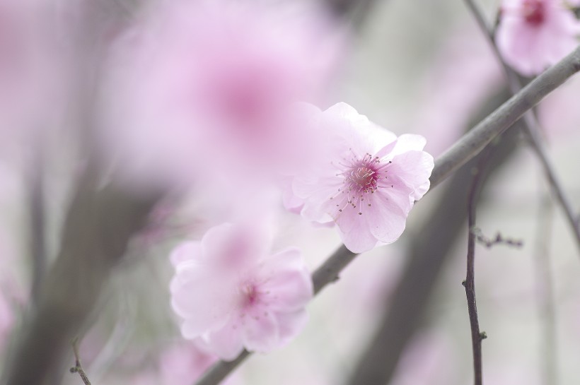 点击大图看下一张：淡粉色梅花图片