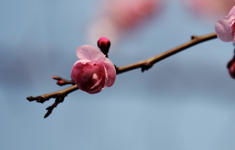 点击大图看下一张：梅花图片