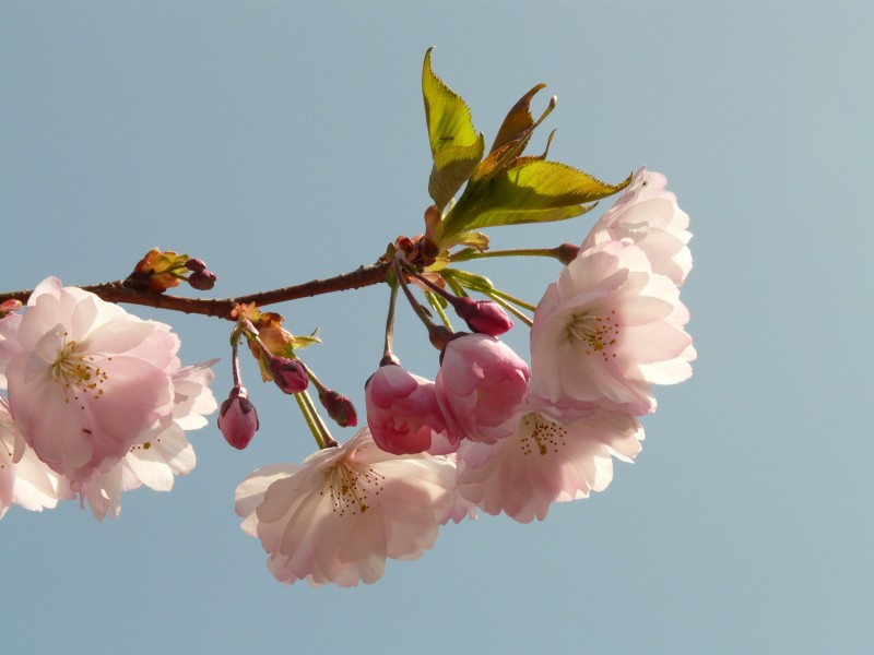 点击大图看下一张：热闹开放的梅花图片