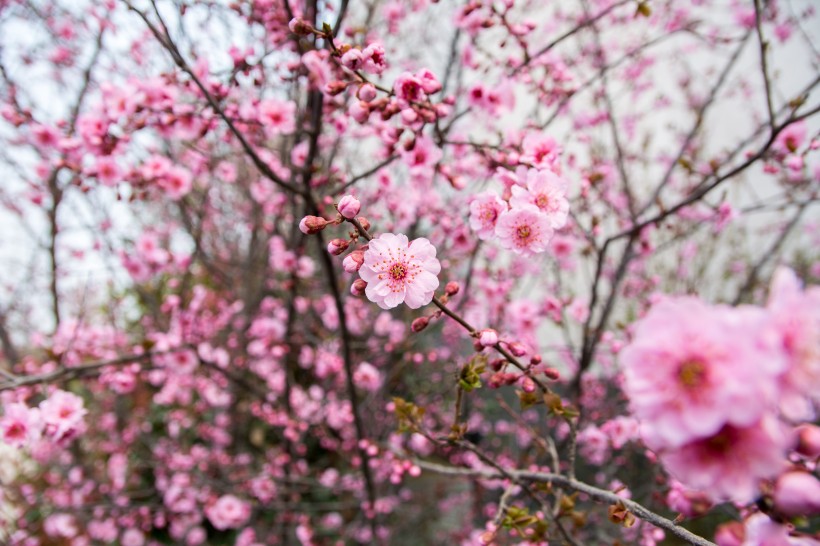 点击大图看下一张：春天鲜艳的梅花图片