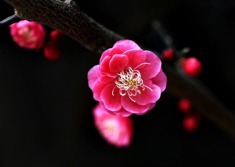 点击大图看下一张：灿烂的梅花图片