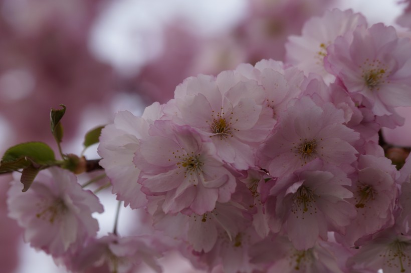 点击大图看下一张：热闹开放的梅花图片