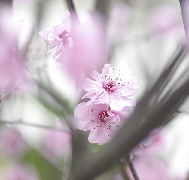 点击大图看下一张：淡粉色梅花图片