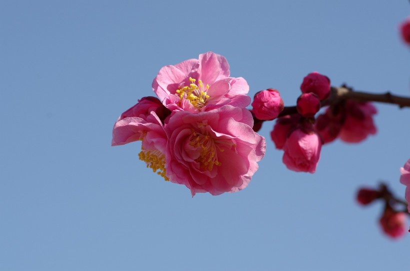 点击大图看下一张：粉色梅花图片