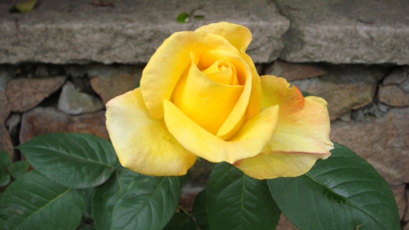点击大图看下一张：美丽的黄玫瑰图片