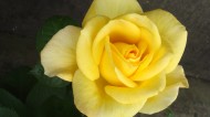 美丽的黄玫瑰图片_10张